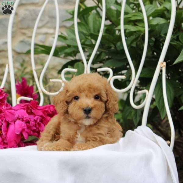 Reef, Miniature Poodle Puppy